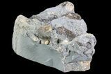 Ammonite (Promicroceras) Cluster - Somerset, England #86246-1
